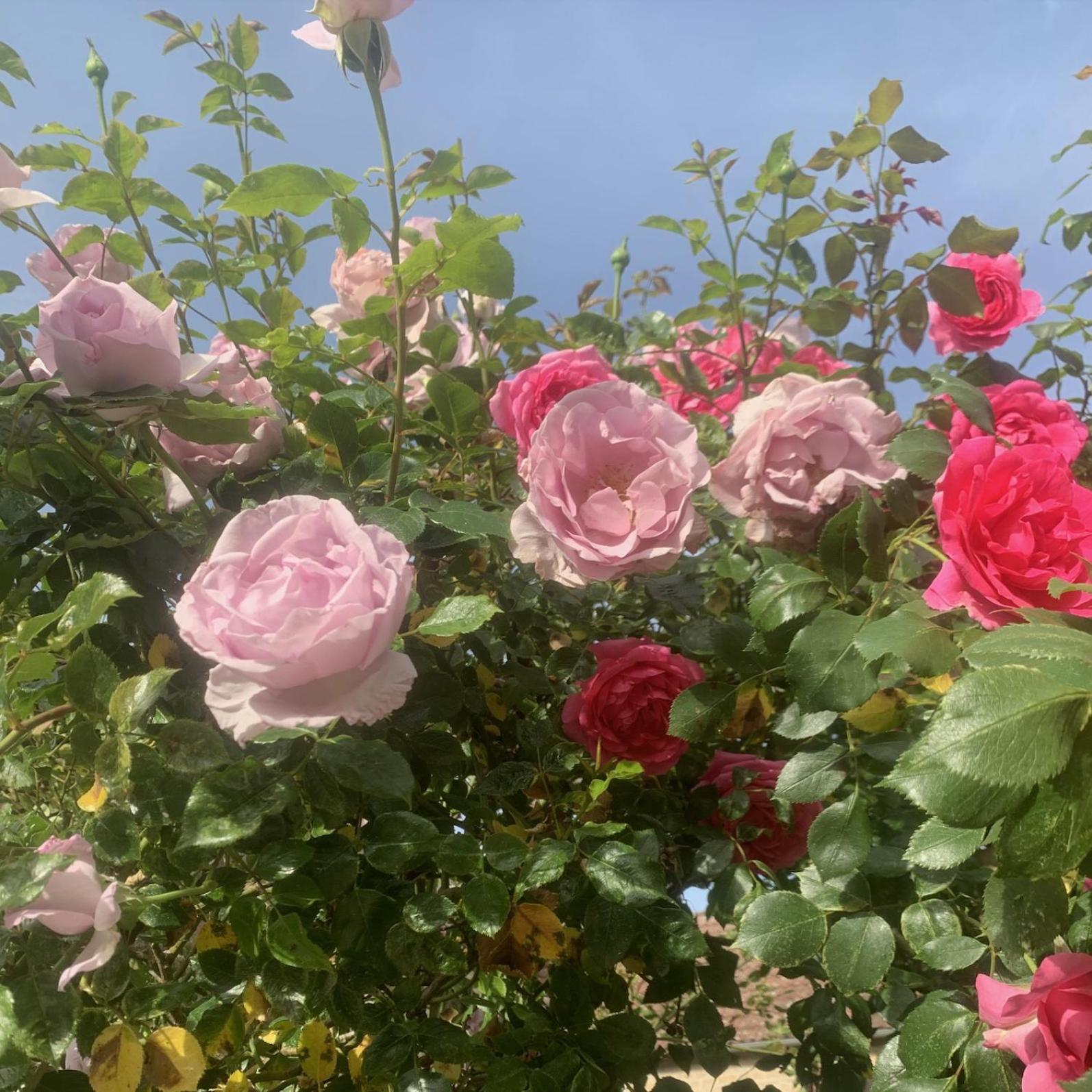 Bed and Breakfast La Cour Des Delices Gigny  Экстерьер фото